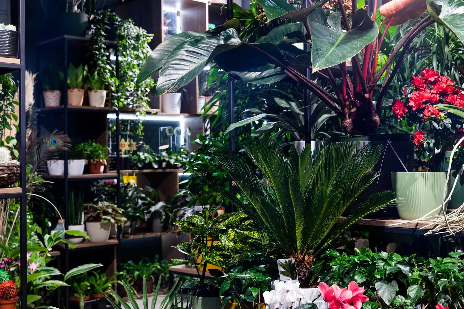 Urban jungle - jak stworzyć domową dżunglę