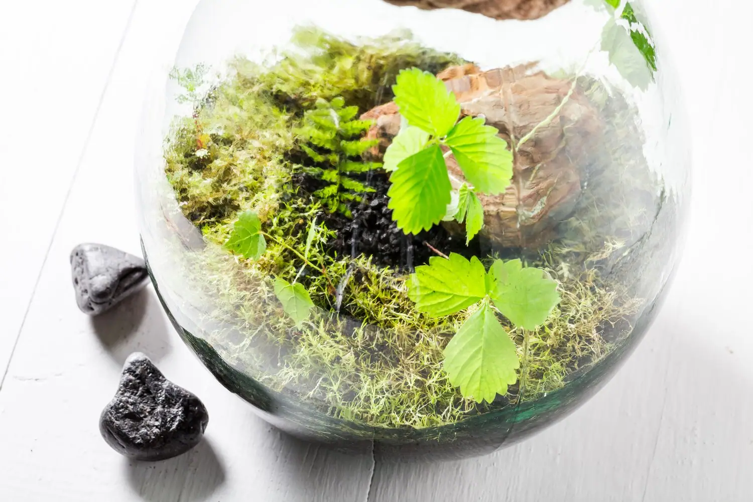 Las w słoiku - tworzenie własnego terrarium