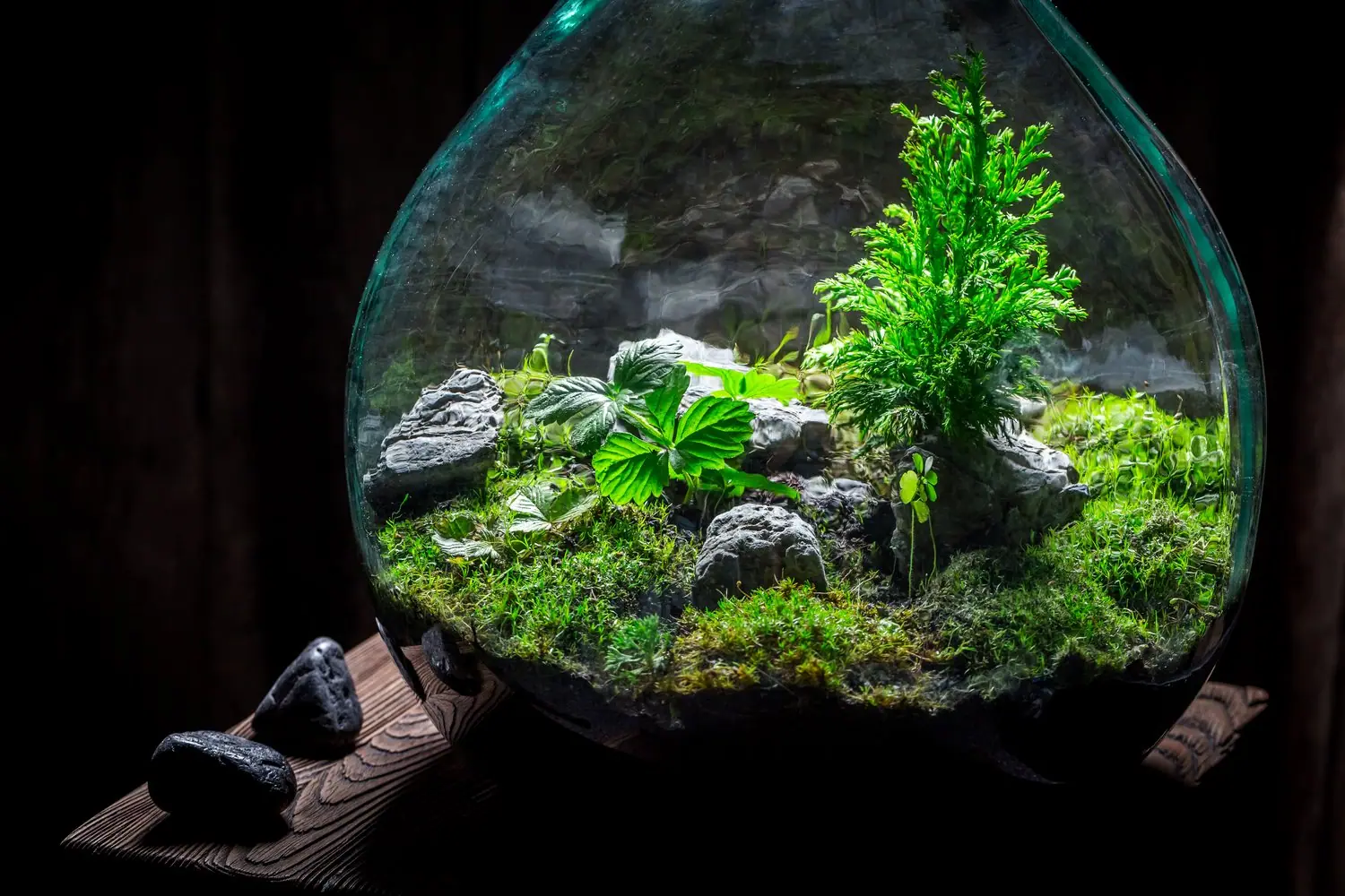 Akwarystyka naturalna - zakładanie pierwszego akwarium