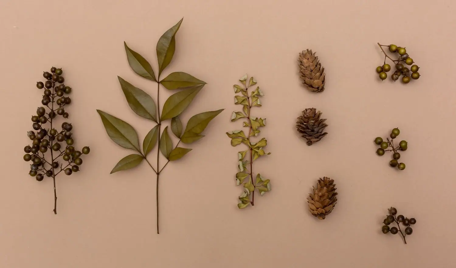 Tworzenie herbarium - zbieranie i konserwowanie roślin