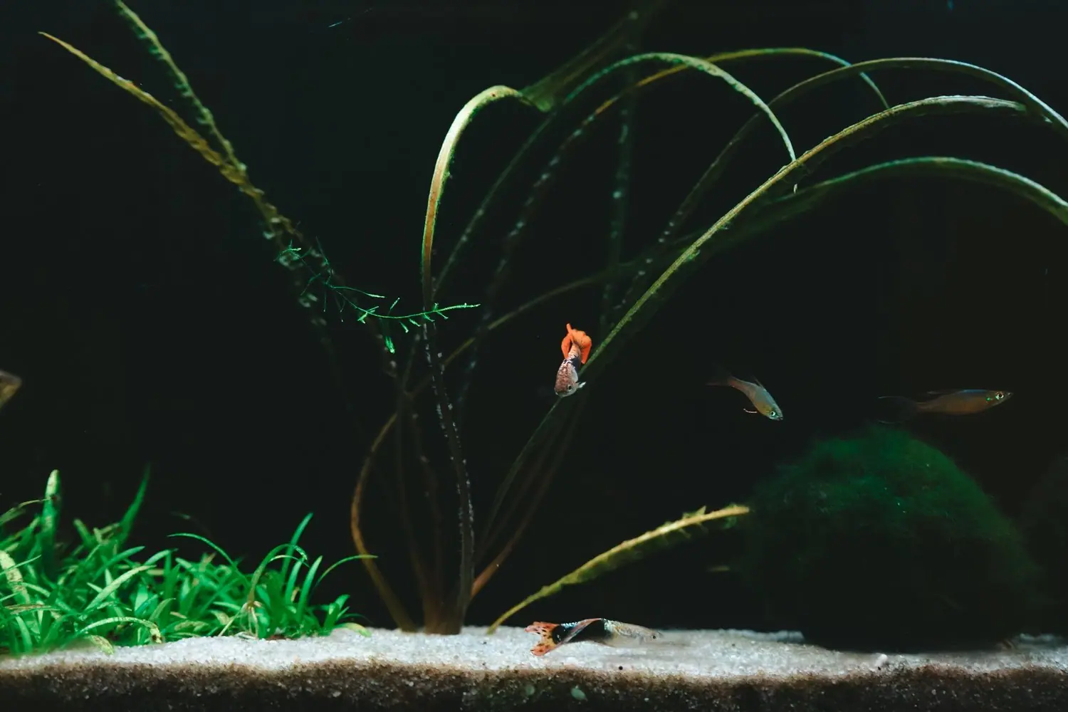 Aquascaping dla początkujących - projektowanie podwodnych krajobrazów
