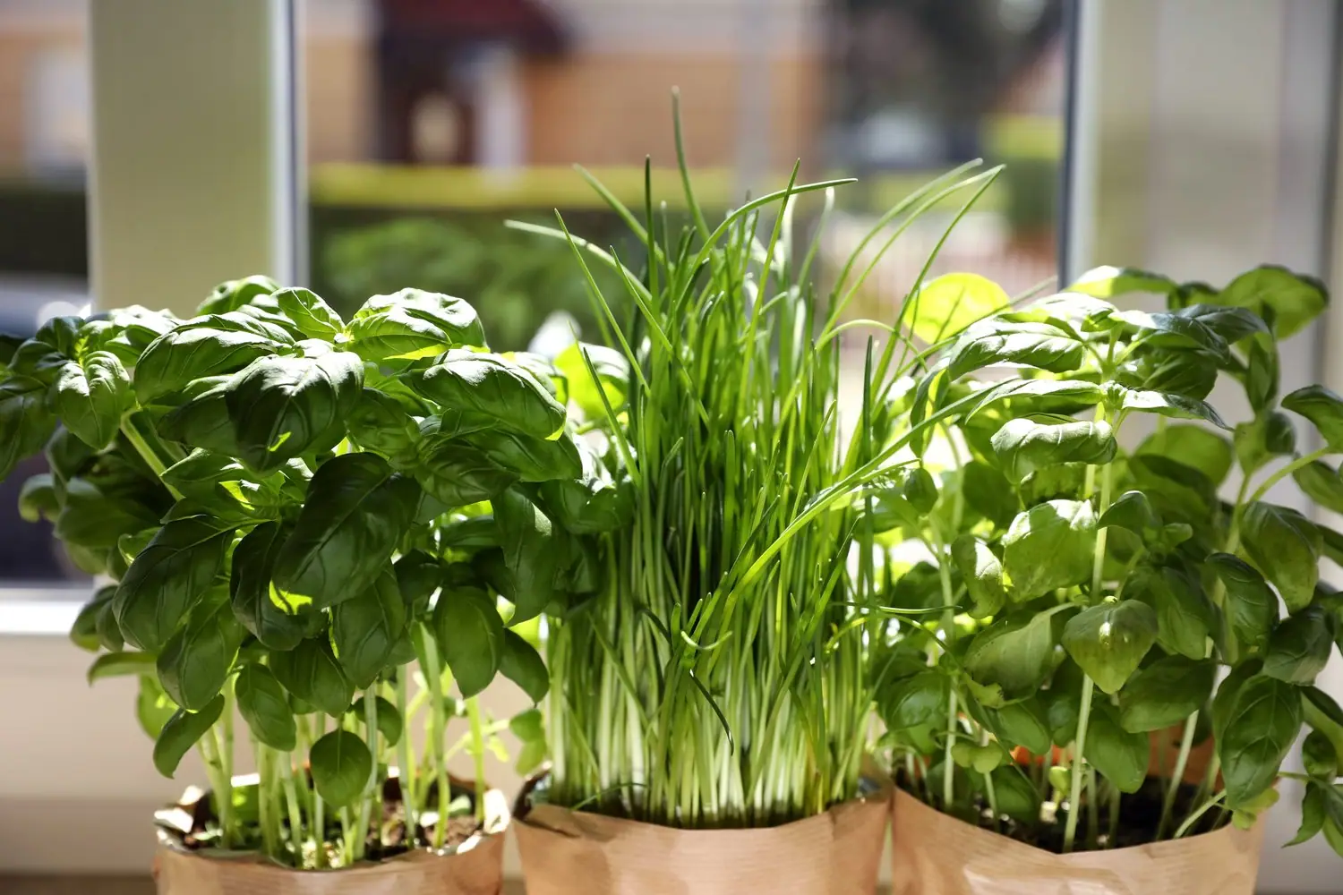 Urban gardening na parapecie - mini ogródek warzywny w mieszkaniu